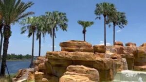 Ribbon Palms in a Tree Farm