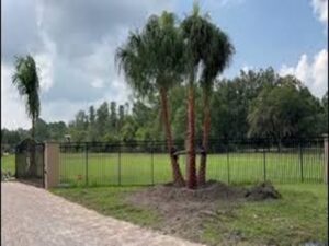 Triple Ribbon Palms For Sale