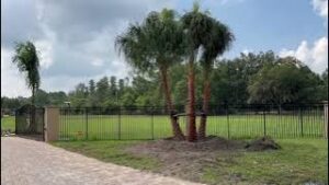 Large Multi Trunk Ribbon Palms Planted