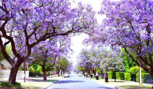 Treescape with Jacaranda and More