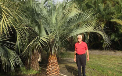 Why Pindo Palm Trees are a Must-Have for Your Landscape | for Sale in Florida