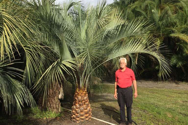 Why Pindo Palm Trees are a Must-Have for Your Landscape | for Sale in Florida