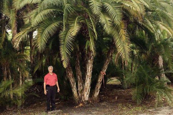 The Role of Senegal Date Palm in Erosion Control