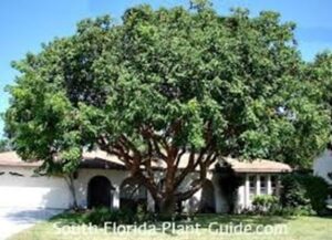 Gumbo Limbo Tree Transplant