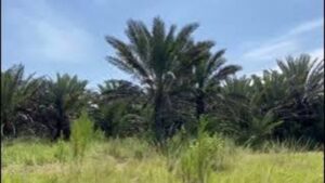 Medjool Date Bearing Palm