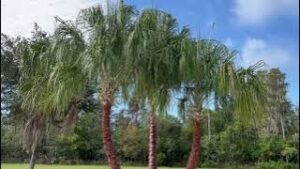 Ribbon Palms with White Alabama Marble