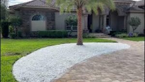 Two Sylvester Palms Framing Front Entrance