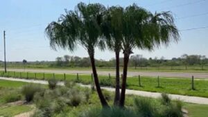 Transporting a Triple Ribbon Palm