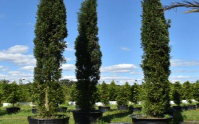 5 Reasons to Add Cypress Trees to Your Yard | Cypress Trees for Sale in Florida