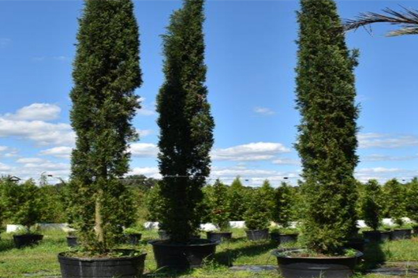 5 Reasons to Add Cypress Trees to Your Yard | Cypress Trees for Sale in Florida