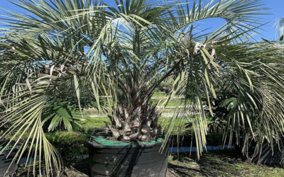 Tips to Identify Healthy Pindo Palm Trees | Pindo Palm Trees for Sale in Florida