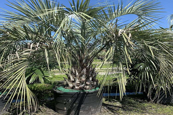 Tips to Identify Healthy Pindo Palm Trees | Pindo Palm Trees for Sale in Florida