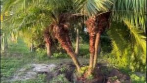 Several Reclinata Palms, For Sale,