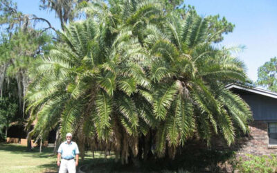 Essential Maintenance Tips for Thriving Senegal Date Palms