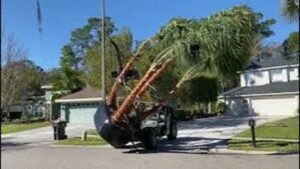 Installing a Four Trunk Ribbon Palm