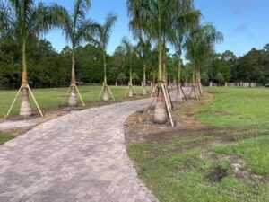 Drive Lined With a New Royal Palms