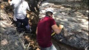 Transplanting Twelve Huge Live Oak Trees