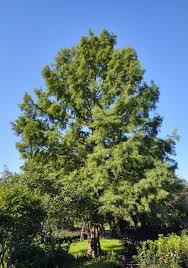 Bald Cypress Tree Planted to Replace a Huge Oak Tree