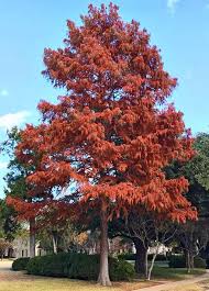 Bald Cypress Tree Replacing a Live Oak