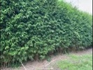 Huge Bamboo Hedges