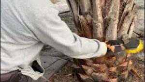 The Process of Trimming a Palm