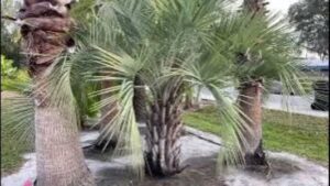 Trimming a Pindo Palm