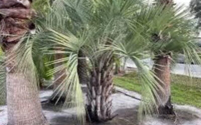 The Surprising Durability of Pindo Palm Trees in Cold Climates | Pindo Palm Trees for Sale in Florida