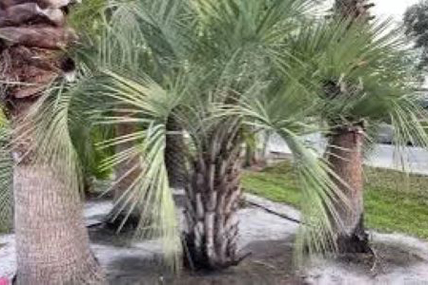 The Surprising Durability of Pindo Palm Trees in Cold Climates | Pindo Palm Trees for Sale in Florida