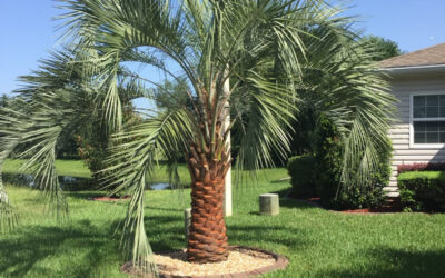 Pindo Palm Tree Varieties You Should Grow | Pindo Palm Trees for Sale in Florida