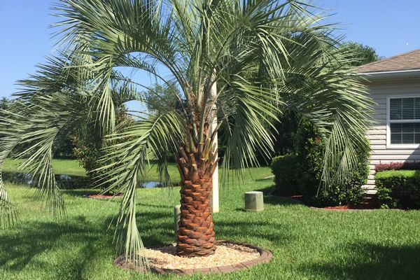 Pindo Palm Tree Varieties You Should Grow | Pindo Palm Trees for Sale in Florida