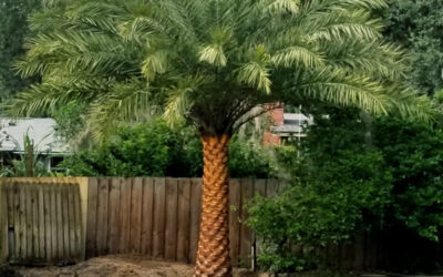 Sylvester Palm Trees: Adaptable to Diverse Climates | Sylvester Palm Tree for Sale