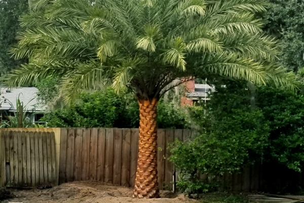 Sylvester Palm Trees: Adaptable to Diverse Climates | Sylvester Palm Tree for Sale