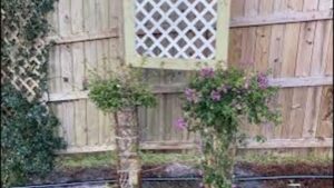 Bougainvillea Trees With Trellis