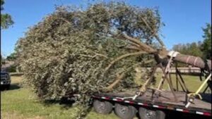 Planting a 30' Southern Live Oak Tree