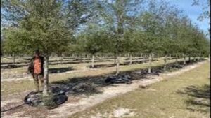 Superior Large Live Oak Tree Farm