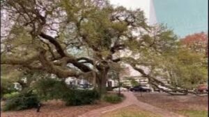 Grand Live Oak on Lake Eola, Orlando, FL