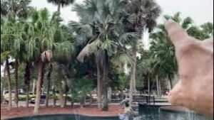 Large Palm Tree Clusters