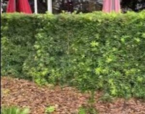 Podocarpus Hedge for Privacy Screen