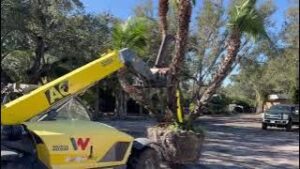 Loading This Reclinata Palm