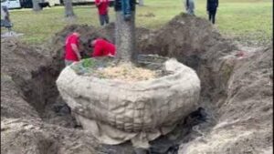 Transplanting a Large Live Oak Tree