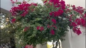 Unique Bougainvillea Tree Planting