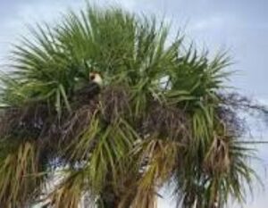 Cluster of Sabal Palms