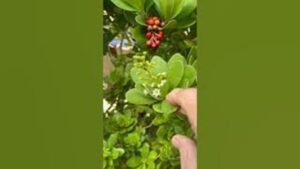 White Flowered Black Mangrove