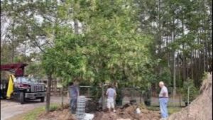 Macadamia Nut Tree Transplant