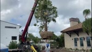 Lifting Huge Macadamia Tree