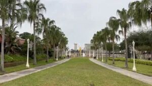 Rows of Ribbon Palms